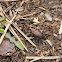 Ground beetle