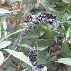 Blue Elderberry