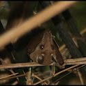 Gambian Epauletted Fruit Bat