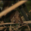 Gambian Epauletted Fruit Bat