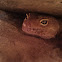 Leopardgecko
