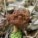 False Morel