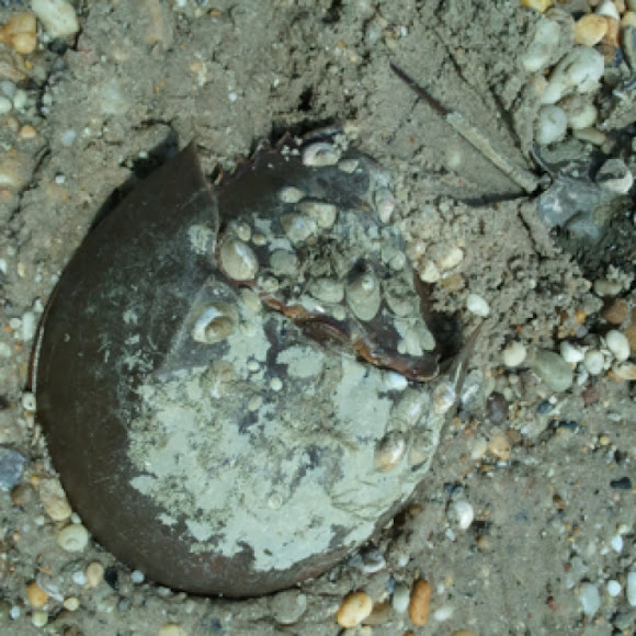 Spotting Image 1