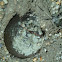 Horseshoe crab