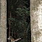 Flying squirrel