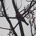 robin