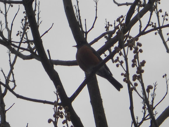 Spotting Image 1