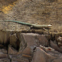 Iberian Rock Lizard