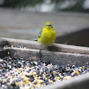 Pine Warbler