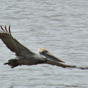 Brown Pelican
