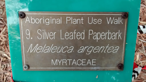 Aboriginal Plant Use Walk - Silver Leaf Paperbark