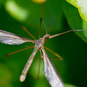 Cranefly
