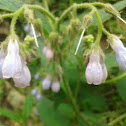 Russian Comfrey