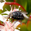 Mosca negra, Black fly