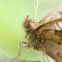 Speckled Wood