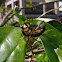 Female Robber Fly