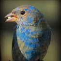 Indigo Bunting
