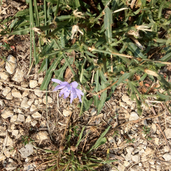 Spotting Image 1