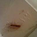 House Centipede