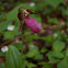 Pink Lady's Slipper