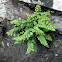 Lady Clermont's Spleenwort