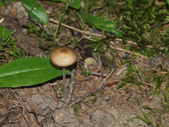 Spotting Image 1
