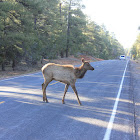 Elk