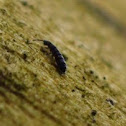 Springtail