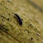 Springtail
