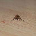 Red palm weevil
