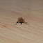 Red palm weevil