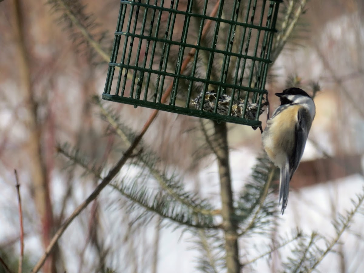 Black-capped Chickadee