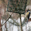 Black-capped Chickadee