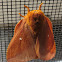 Pink striped oakworm moth