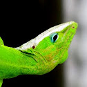 Green Anole