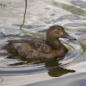 Common pochard female