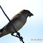 Rufous Sparrow