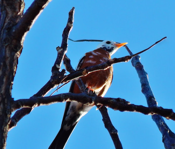Piebald American Robin Project Noah