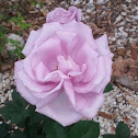 Blue Girl Rose