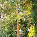 Ceiba tree