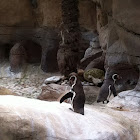 Humboldt penguin