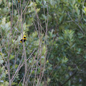 Yellow-crowned Bishop, Bispo-de-coroa-amarela