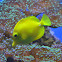 Yellow Tang