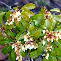 andromedas or fetter bushes