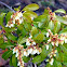 andromedas or fetter bushes