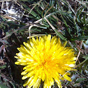 Dandelion