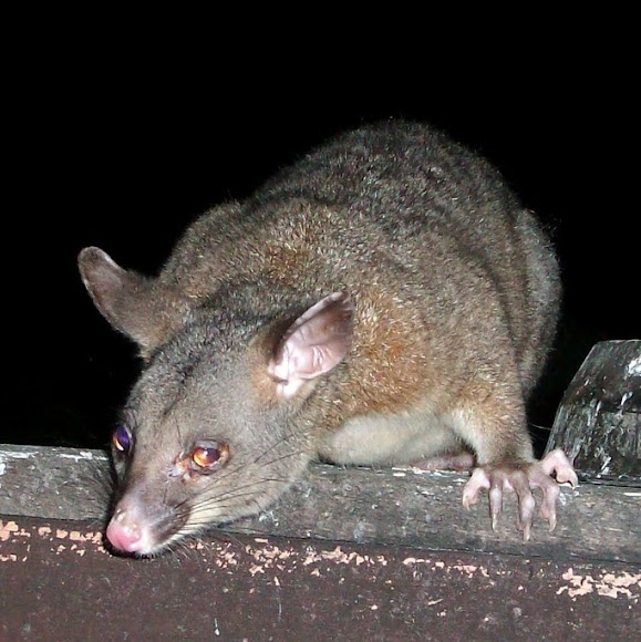 Spotting Image 1