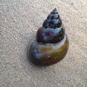 Fresh water snail