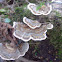 Turkey Tail