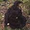 Perigord Truffle